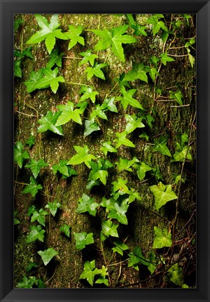 Framed Red cedar English ivy, Stanley Park, British Columbia Print