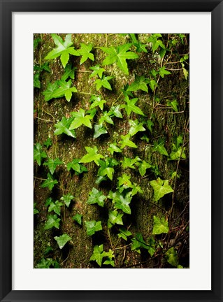 Framed Red cedar English ivy, Stanley Park, British Columbia Print