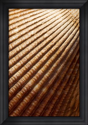 Framed Sea shell pattern, Stanley Park, British Columbia Print