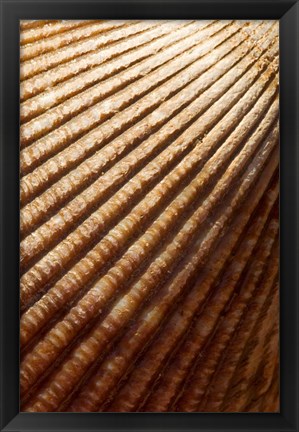 Framed Sea shell pattern, Stanley Park, British Columbia Print