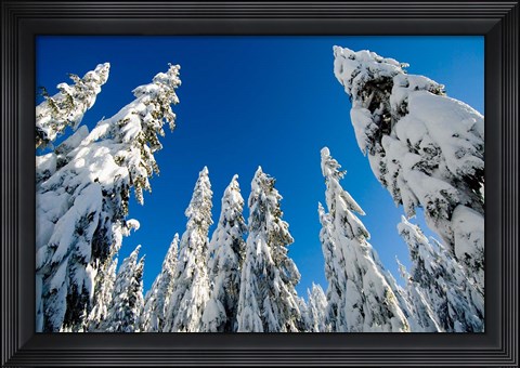 Framed Snow-laden forest, Seymour Mountain, British Columbia Print