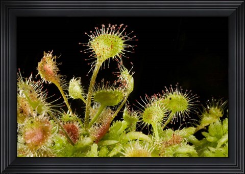 Framed Sundew plant, Stanley Park, British Columbia Print