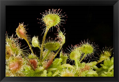 Framed Sundew plant, Stanley Park, British Columbia Print