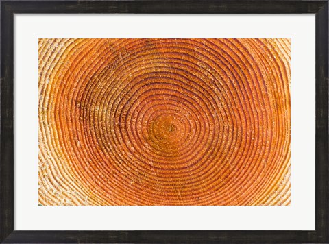 Framed Tree rings, Stanley Park, British Columbia Print