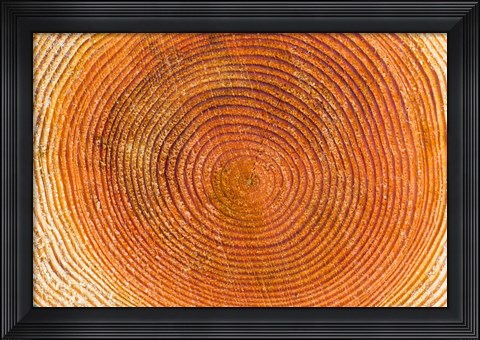 Framed Tree rings, Stanley Park, British Columbia Print
