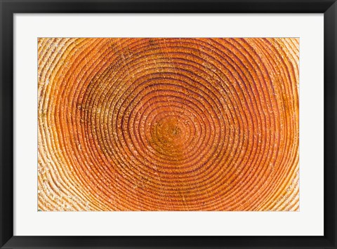 Framed Tree rings, Stanley Park, British Columbia Print