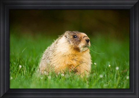 Framed Yellow-bellied marmot, Stanley Park, British Columbia Print
