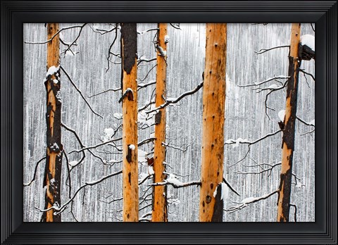 Framed Forest fire, Winter, Kootenay NP, British Columbia Print