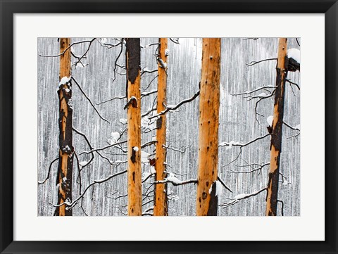 Framed Forest fire, Winter, Kootenay NP, British Columbia Print