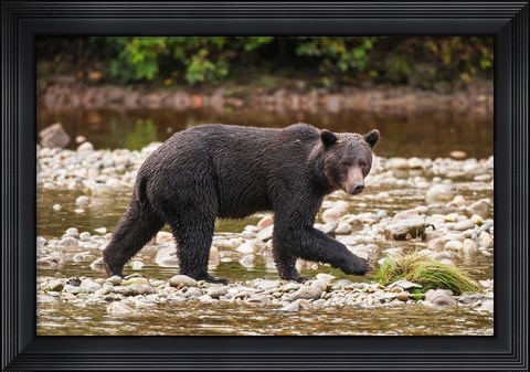 Framed Grizzly bear fishing for salmon in Great Bear Rainforest, Canada Print
