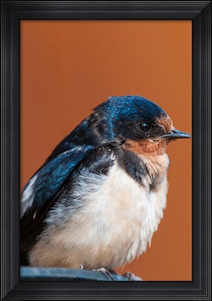 Framed Barn swallow, Great Bear Rainforest, British Columbia, Canada Print