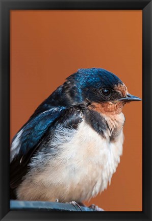 Framed Barn swallow, Great Bear Rainforest, British Columbia, Canada Print