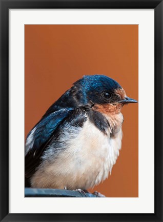 Framed Barn swallow, Great Bear Rainforest, British Columbia, Canada Print