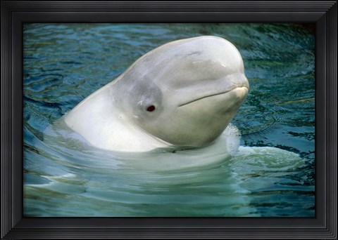 Framed Beluga Whale, Beluga whale, Vancouver Aquarium Print