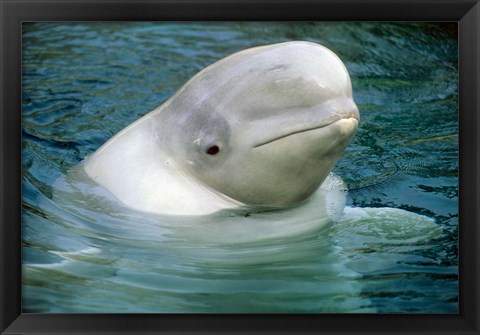 Framed Beluga Whale, Beluga whale, Vancouver Aquarium Print