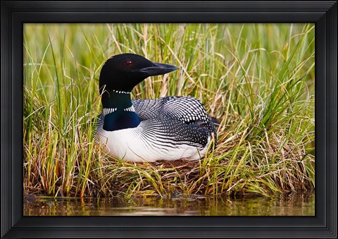 Framed British Columbia, Common Loon bird Print