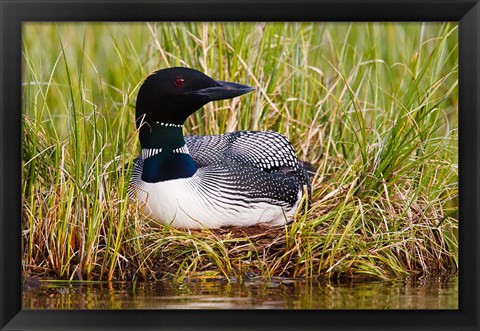 Framed British Columbia, Common Loon bird Print