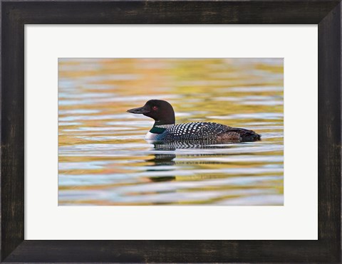 Framed British Columbia, Common Loon bird on lake at sunrise Print