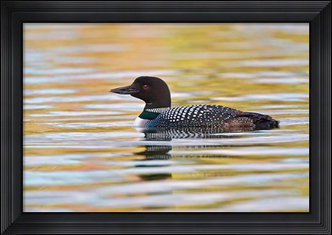Framed British Columbia, Common Loon bird on lake at sunrise Print