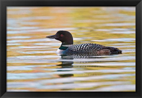 Framed British Columbia, Common Loon bird on lake at sunrise Print