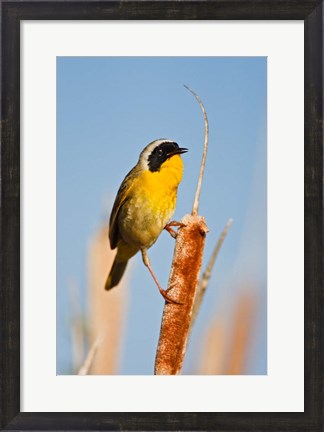 Framed British Columbia, Common Yellowthroat breeding territory Print