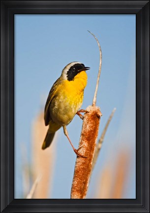 Framed British Columbia, Common Yellowthroat breeding territory Print