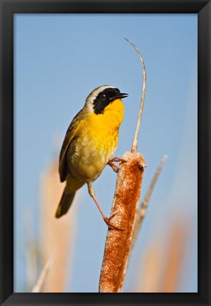 Framed British Columbia, Common Yellowthroat breeding territory Print