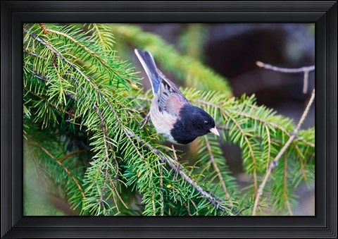 Framed British Columbia, Dark-eyed Junco bird in a conifer Print