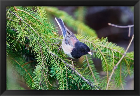 Framed British Columbia, Dark-eyed Junco bird in a conifer Print