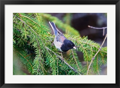 Framed British Columbia, Dark-eyed Junco bird in a conifer Print