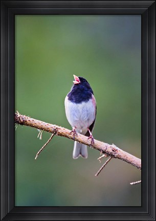 Framed British Columbia, Dark-eyed Junco bird, singing Print