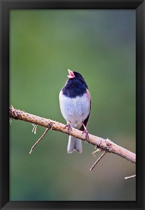 Framed British Columbia, Dark-eyed Junco bird, singing Print