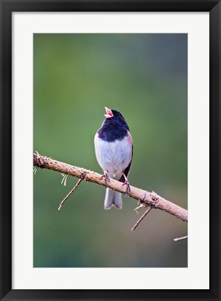 Framed British Columbia, Dark-eyed Junco bird, singing Print