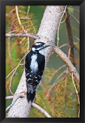 Framed British Columbia, Downy Woodpecker bird, male (back view) Print