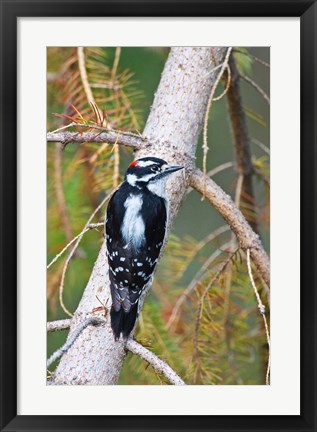 Framed British Columbia, Downy Woodpecker bird, male (back view) Print