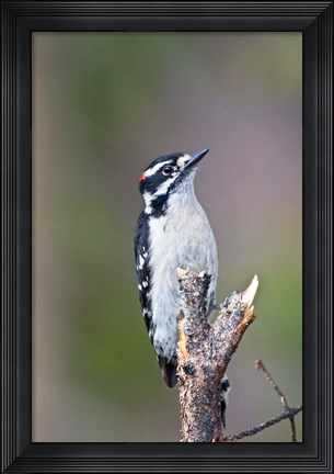 Framed British Columbia, Downy Woodpecker bird, male (front view) Print