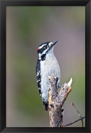 Framed British Columbia, Downy Woodpecker bird, male (front view) Print