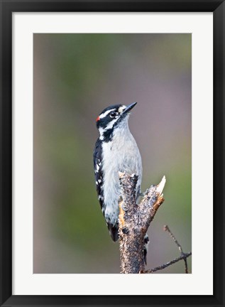 Framed British Columbia, Downy Woodpecker bird, male (front view) Print