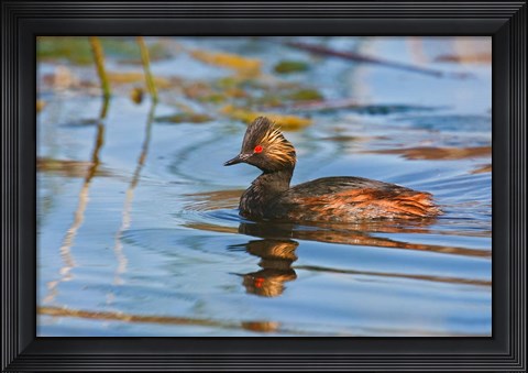 Framed British Columbia, Eared Grebe bird in marsh Print