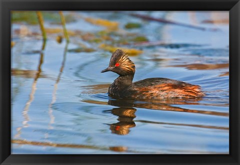 Framed British Columbia, Eared Grebe bird in marsh Print