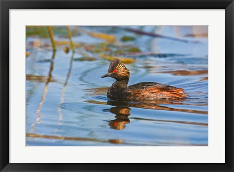 Framed British Columbia, Eared Grebe bird in marsh Print