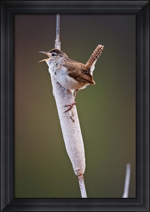 Framed British Columbia, Kamloops, Marsh Wren Print