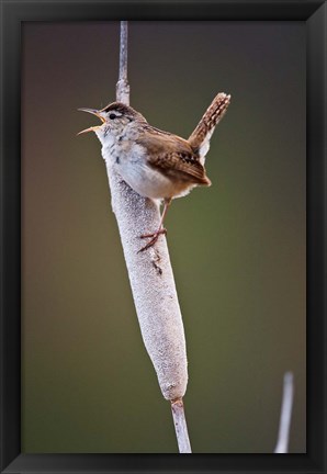 Framed British Columbia, Kamloops, Marsh Wren Print