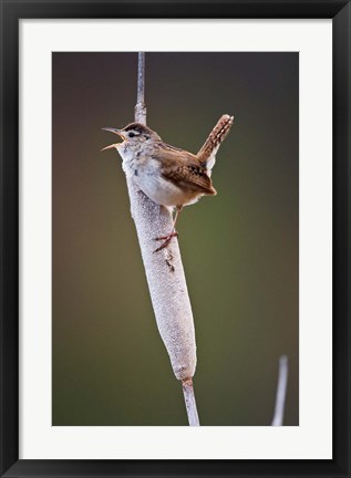 Framed British Columbia, Kamloops, Marsh Wren Print