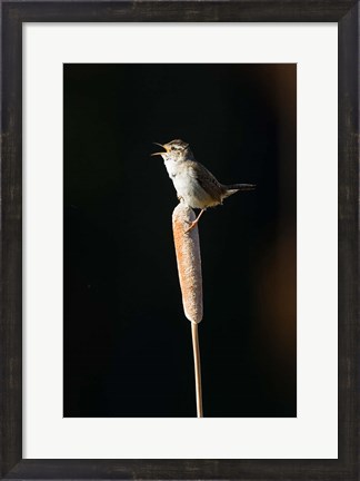Framed British Columbia, Marsh Wren bird from a cattail Print