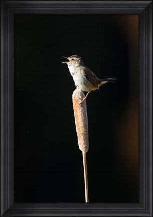 Framed British Columbia, Marsh Wren bird from a cattail Print