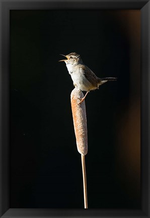 Framed British Columbia, Marsh Wren bird from a cattail Print