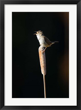 Framed British Columbia, Marsh Wren bird from a cattail Print