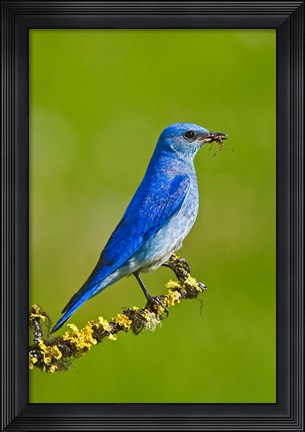 Framed British Columbia, Mountain Bluebird with caterpillars Print