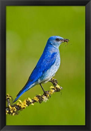 Framed British Columbia, Mountain Bluebird with caterpillars Print